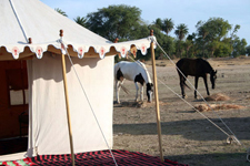 India-Rajasthan-Pushkar Fair Riding Safari in Rajasthan